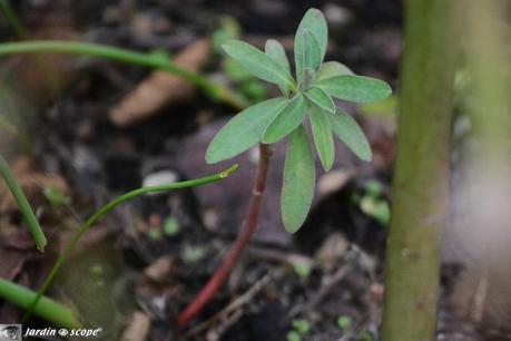 Semis spontané d' Euphorbe de Corse • Euphorbia characias