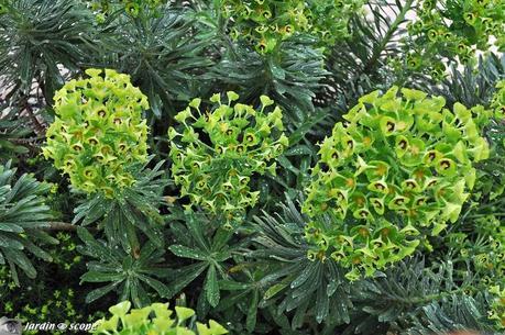 Euphorbe de Corse • Euphorbia characias