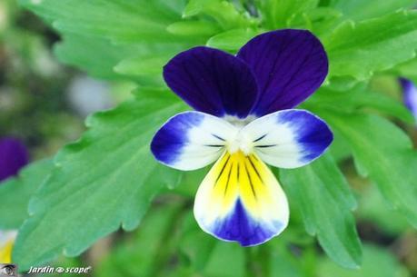 Violette tricolore • Viola tricolor