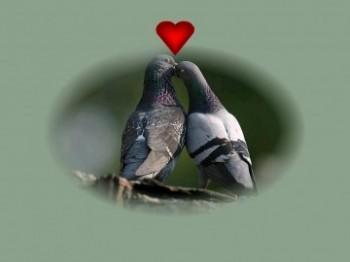 pigeons amoureux