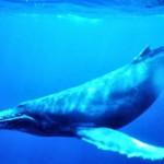 baleine bleue au Costa Rica