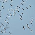 Migration printanière des grues dans le ciel orléanais...