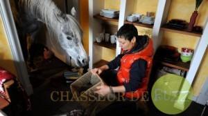 Drôle de colocataire pour Stéphanie cheval colocataire