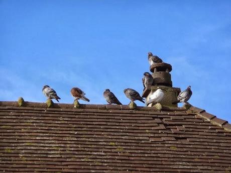 Châteauneuf sur Cher, bis, non repetita