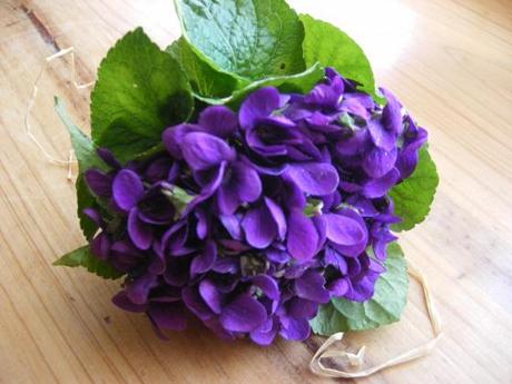 med-violettes-visoflora-24323
