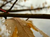 もののあはれ Mono Aware Project