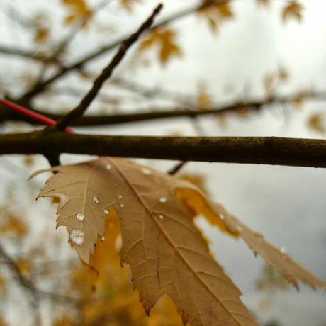 もののあはれ - Mono no Aware Project #5