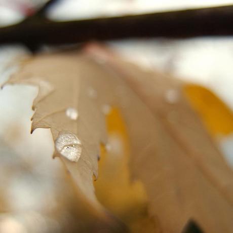 もののあはれ - Mono no Aware Project #5