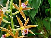 Allez découvrir toutes variétés d’Orchidées, Jardin Plantes