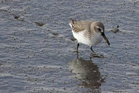 empreintes de bécasseau