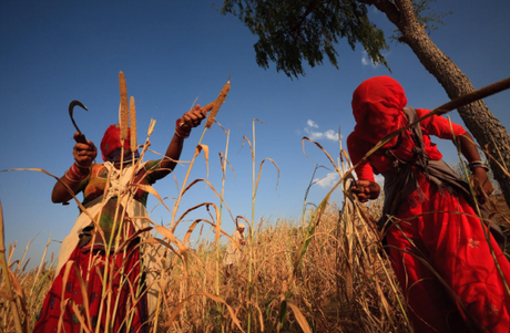 bishnoïs-franck-vogel_2