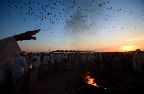 bishnoïs-franck-vogel_5