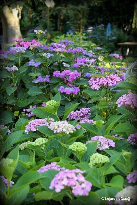 Rétro du jardin Août 2013...