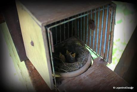 Rétro du jardin Août 2013...