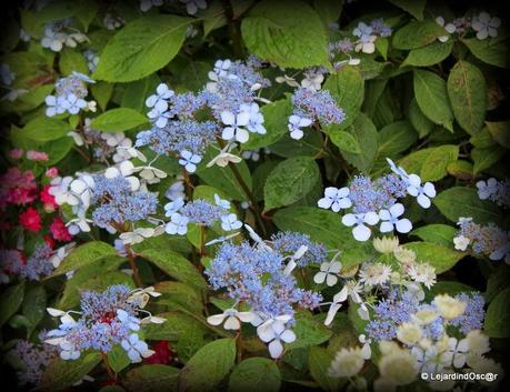 Rétro du jardin Août 2013...