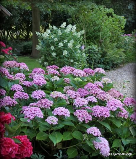 Rétro du jardin Août 2013...