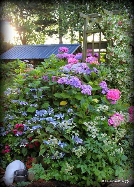 Rétro du jardin Août 2013...