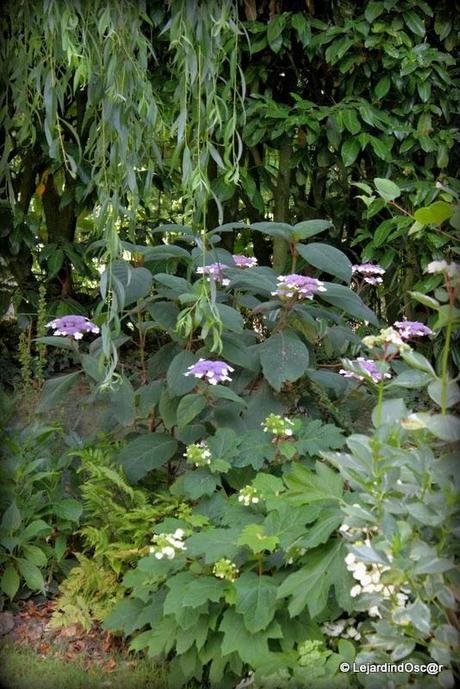 Rétro du jardin Août 2013...