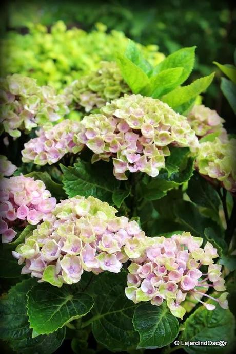 Rétro du jardin Août 2013...