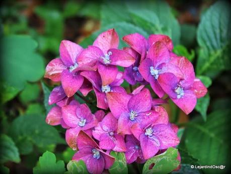 Rétro du jardin Août 2013...