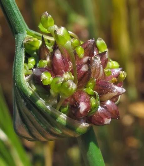Allium oleraceum (Ail des champs)