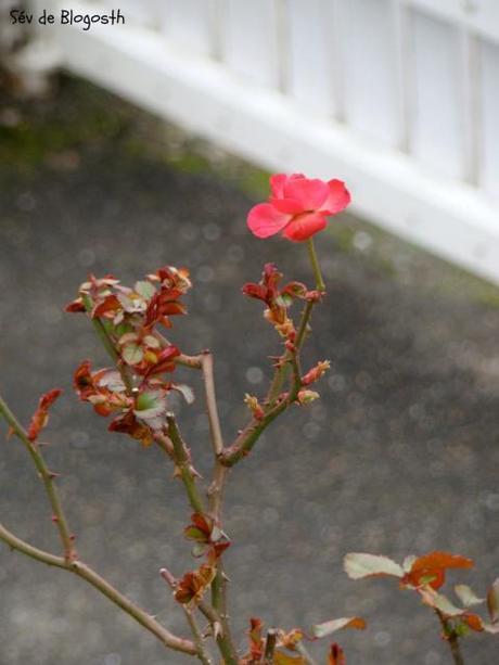 La Photo du Mois #40 Rose