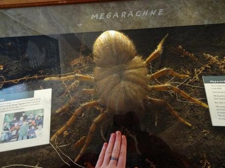 Une petite recherche Wikipédia nous dit que ce n'est pas la peine de quitter la Terre car cette araignée géante a disparu il y a 290 millions d'années.