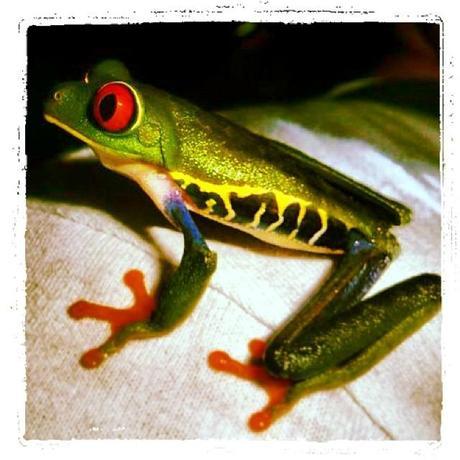 Let's go back to Costa Rica, histoire d'oublier cet hiver in Chicago... fauvett2317