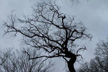 Bois sous Roche, au cœur de l'hiver