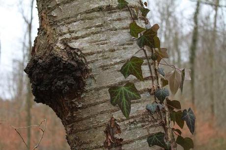 Bois sous Roche, au cœur de l'hiver