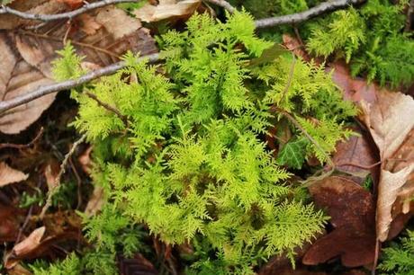 Bois sous Roche, au cœur de l'hiver