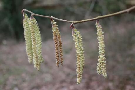 Bois sous Roche, au cœur de l'hiver