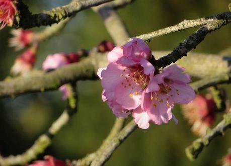 Pink almond blossom