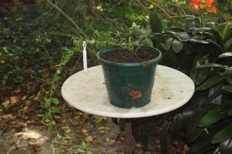 a euo kiau 25 août 2012 001.jpg