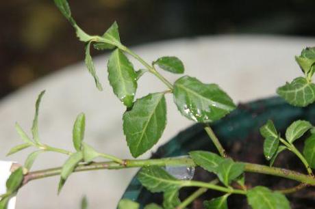 c euo kiau 25 août 2012 003.jpg