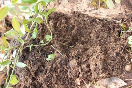 euo kiau romi marcotte 16 fev 2014 049 (1).jpg