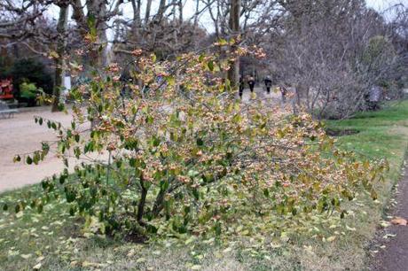 3 euo kiau paris 4 déc  2011 092.jpg