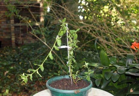 b euo kiau 25 août 2012 006.jpg