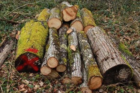Un peu de couleur dans la grisaille, et un numéro porte-bonheur (en attendant le muguet...)