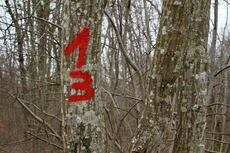 Un peu de couleur dans la grisaille, et un numéro porte-bonheur (en attendant le muguet...)