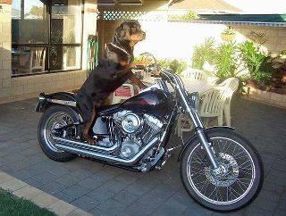 Les chaton torturés, les girafons euthanasiés, les éléphants braconnés, c'en est trop ! Nos amies les bêtes se préparent, sur leur engin qui part comme un boulet de canon, à semer la terreur dans toute la région !