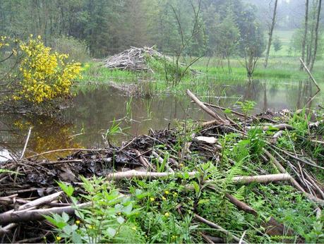 Zones humides castors