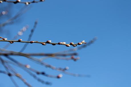 Serait-ce déjà le printemps?