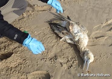 Que faire si vous trouvez un animal échoué sur la plage ?