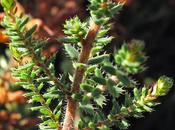 Erica ciliaris (Bruyère ciliée)