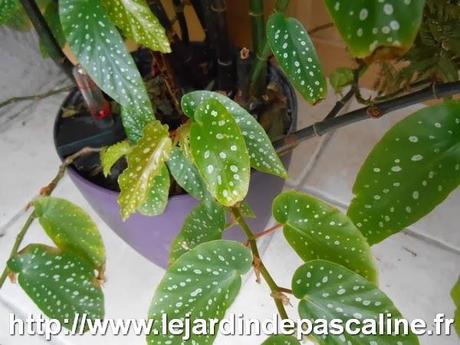 Bouture de Begonia maculata