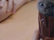 chatons chiots pour publicité très mignonne