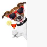 Funny cocktail dog Royalty Free Stock Photography
