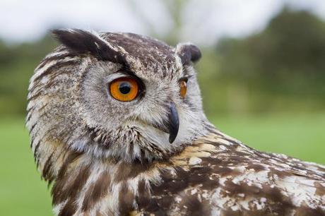 FOUZILHON : Programmation du Théâtre de Pierres MG_4456-redimensionné