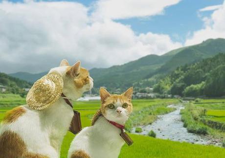 travelling cats 3